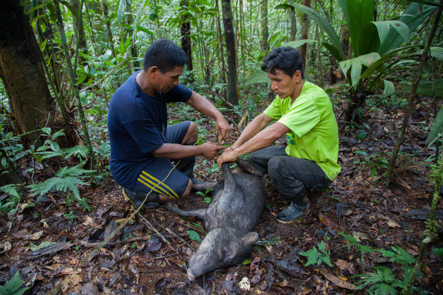 Stewardship and governance systems across the Amazon